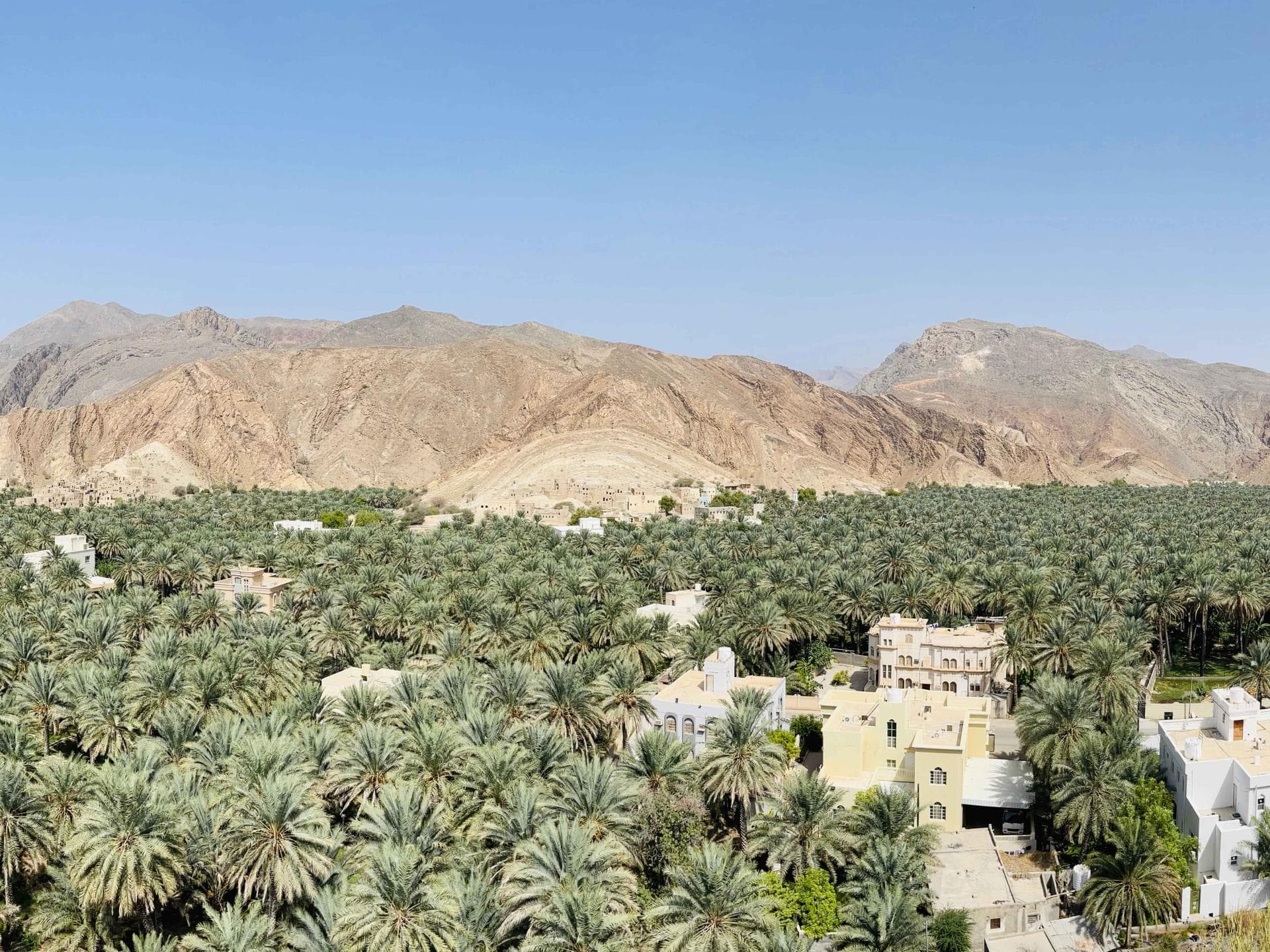 Palmen-Pracht in „Birkat Al Mouz“