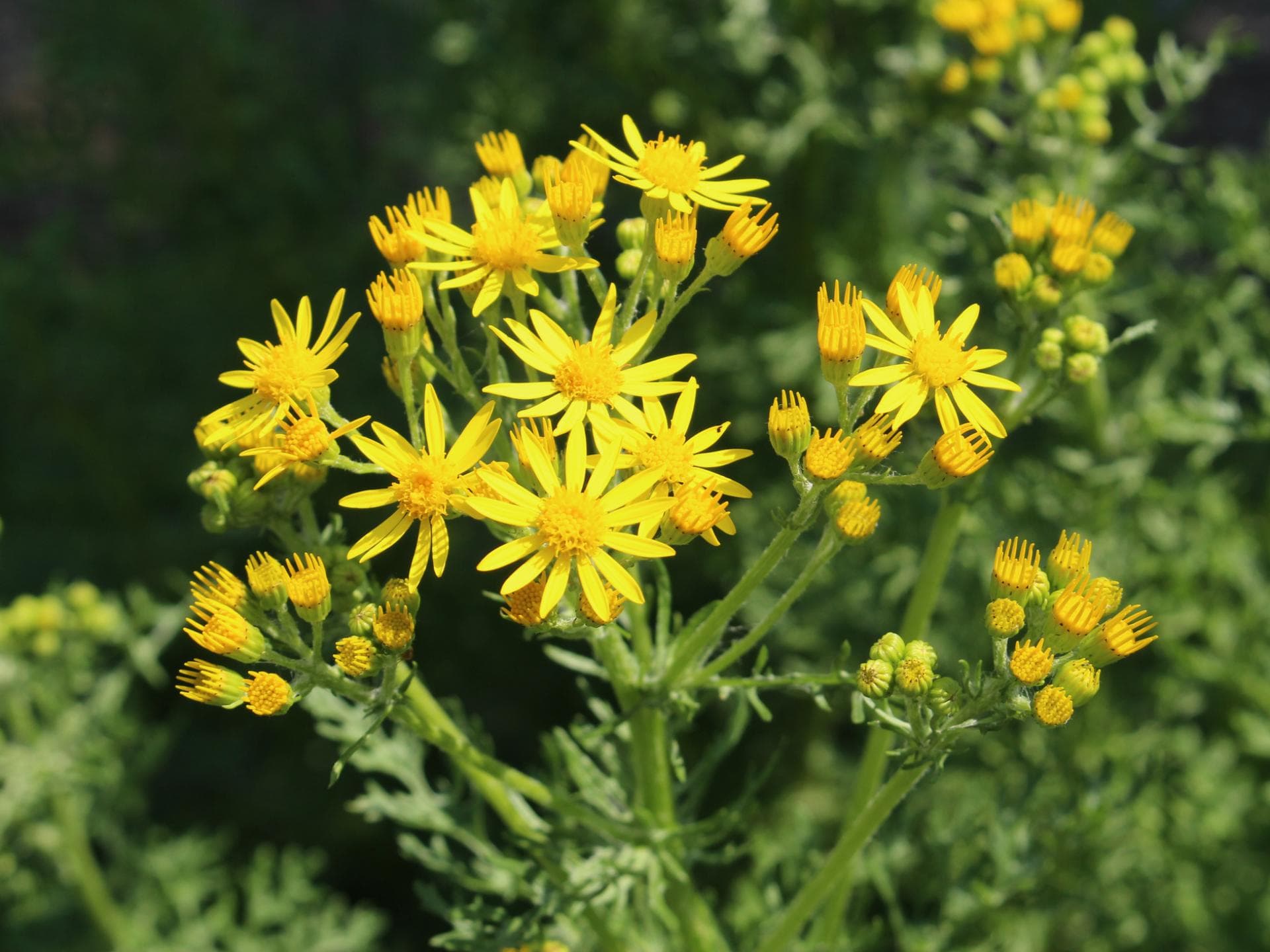 Jakobskreuzkraut hat gelbe Blüten.