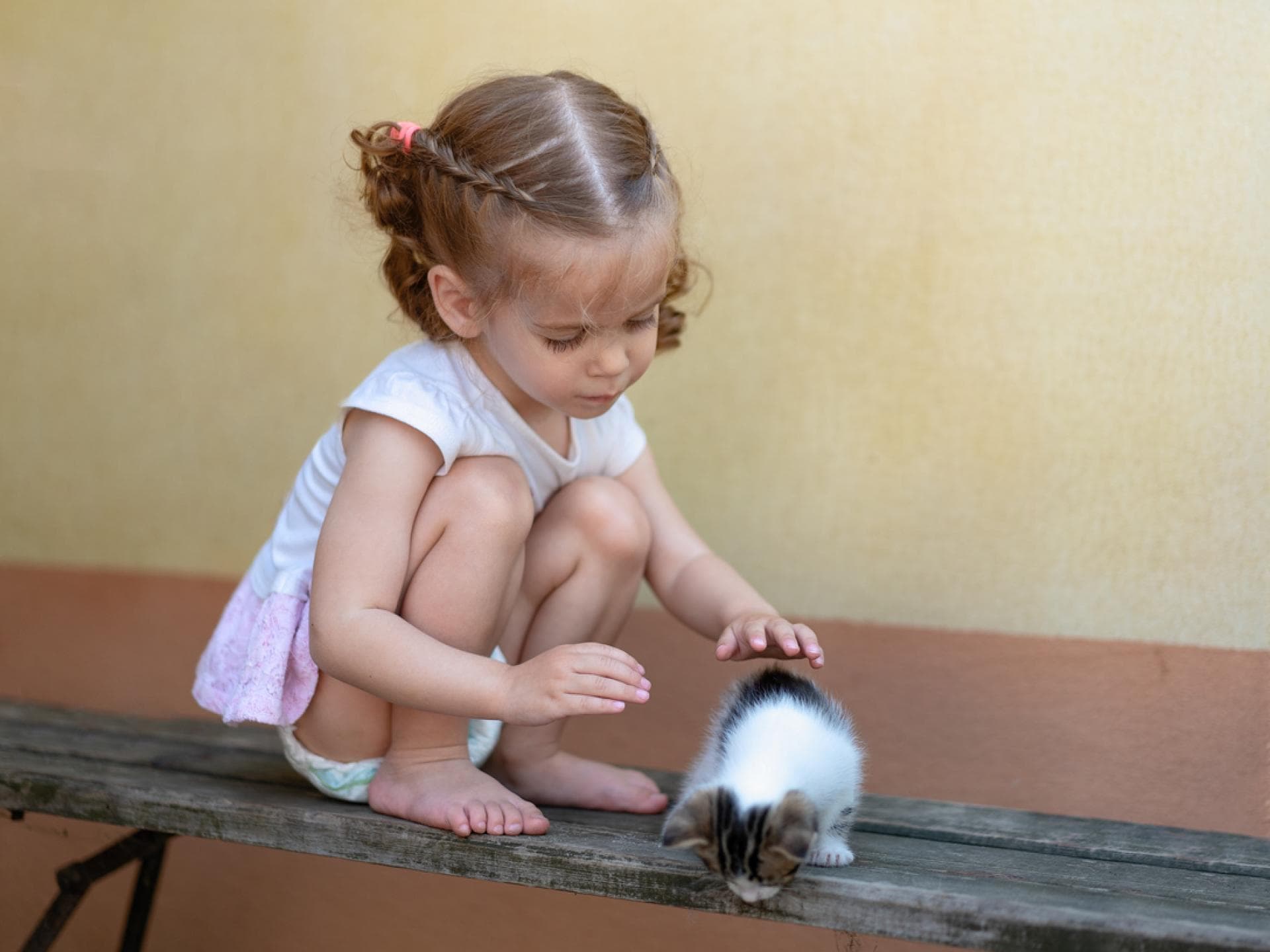 Kinderarzt warnt davor, Straßenkatzen zu streicheln Straßenkatzen streicheln