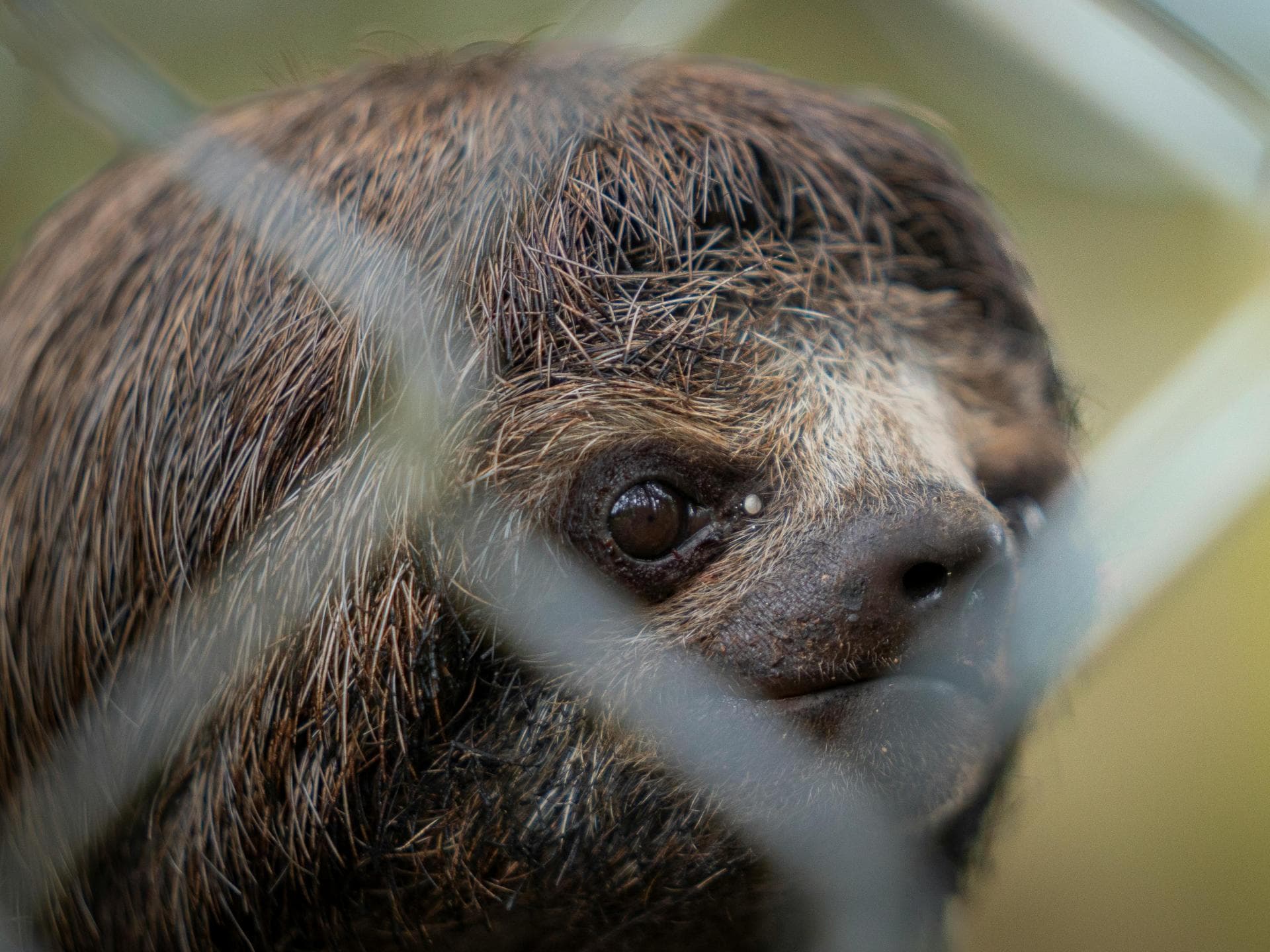 Faultier im Zoo.
