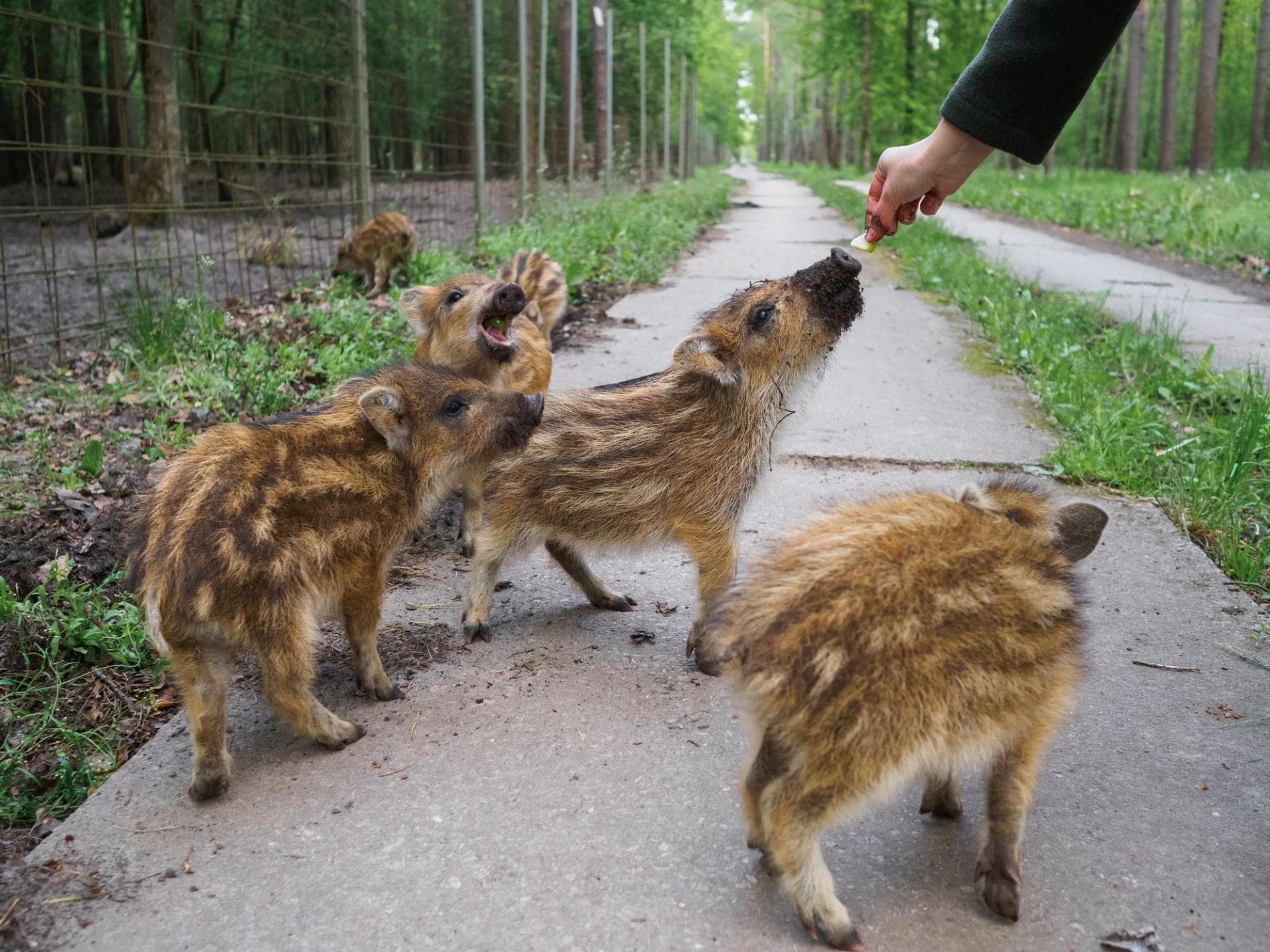 Wildschwein-Frischlinge