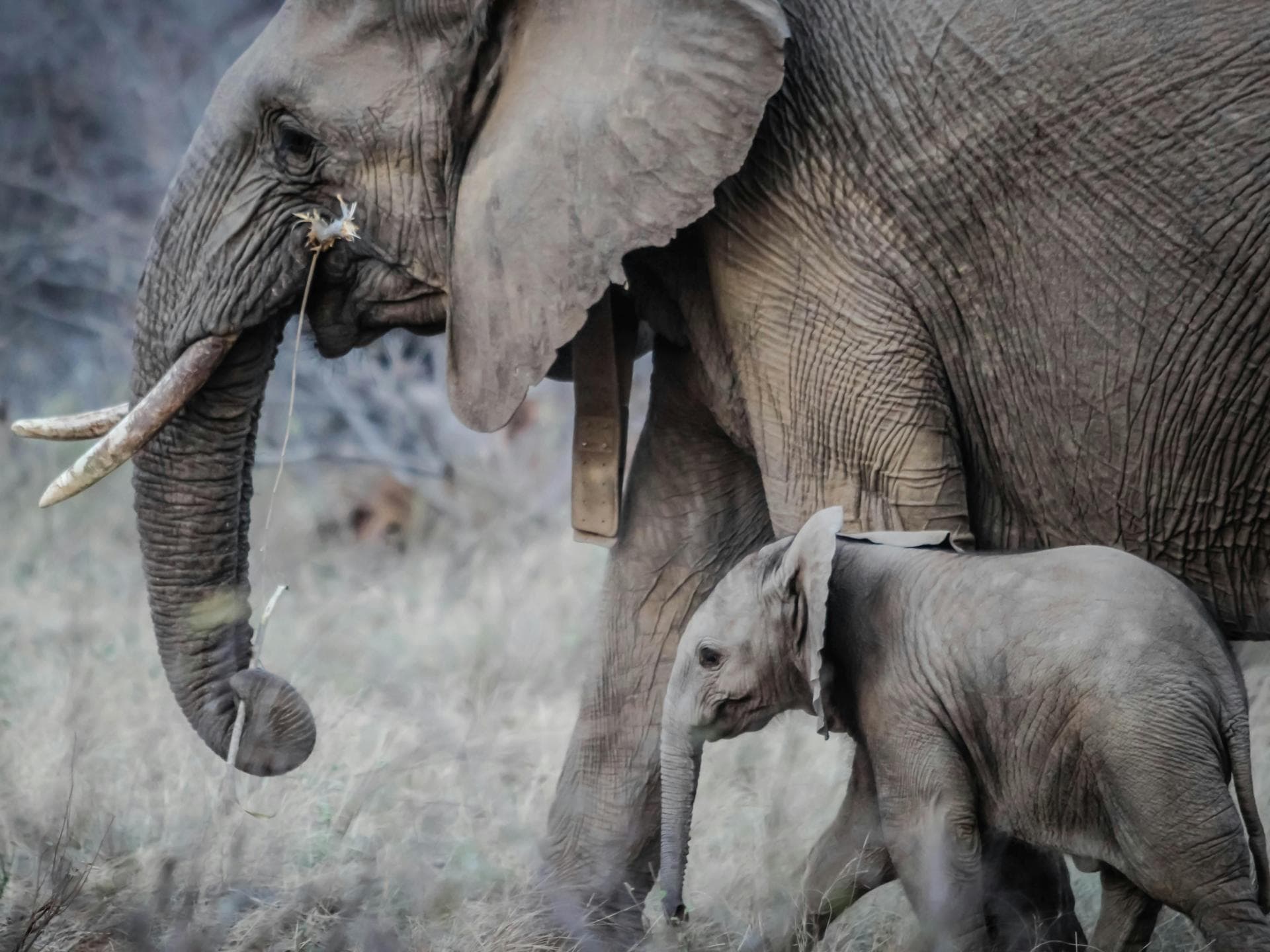 Süße Tiere: Elefanten