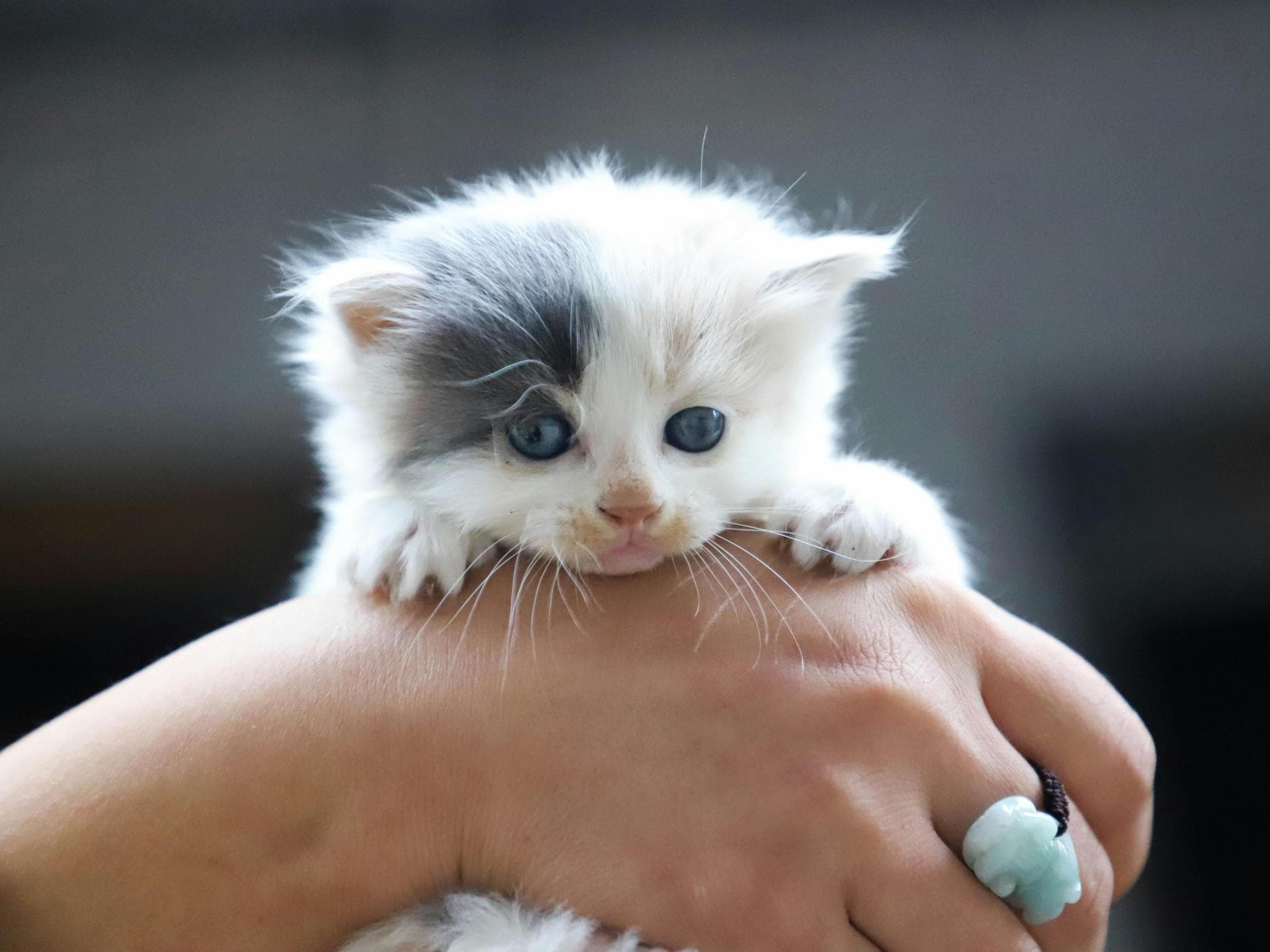 Süße Tiere: Babykatze
