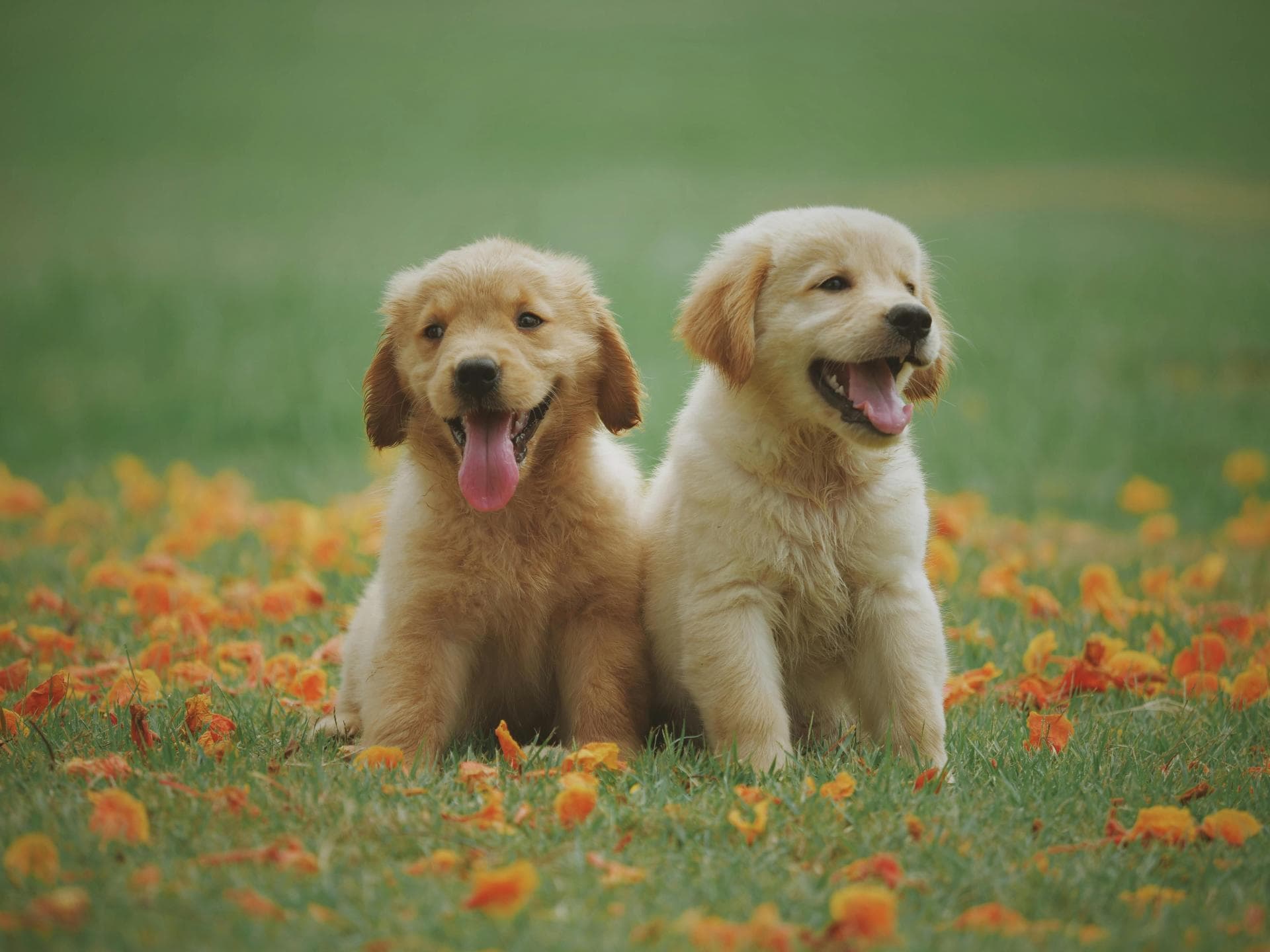 Süße Tiere: Hundewelpen