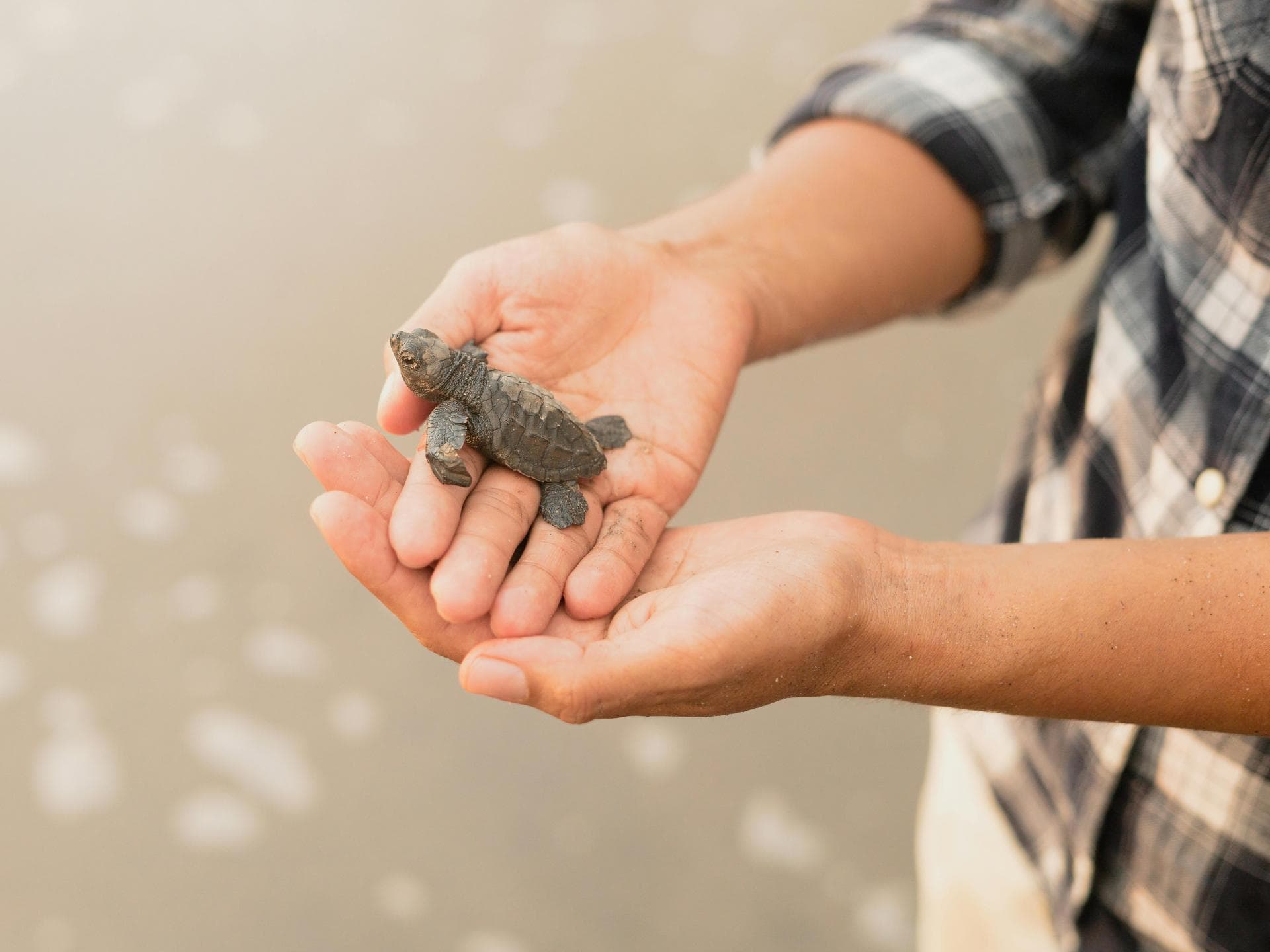 Süße Tiere: Baby-Schildkröte