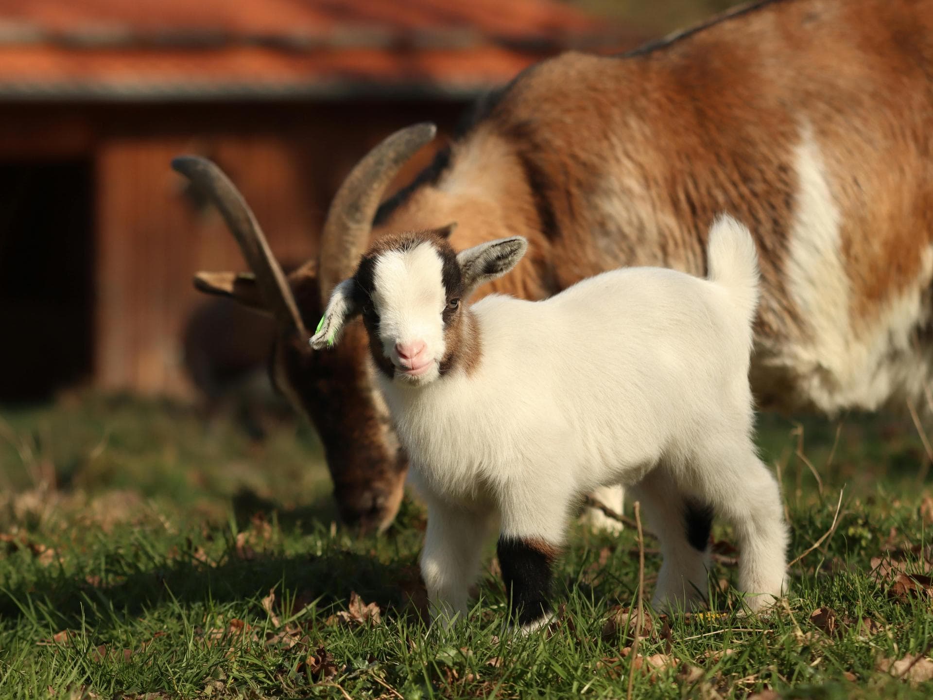 Süße Tiere: Ziegenbaby