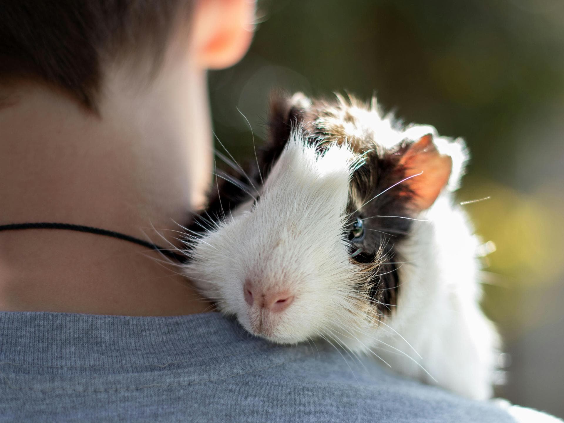 Süße Tiere: Meerschweinchen