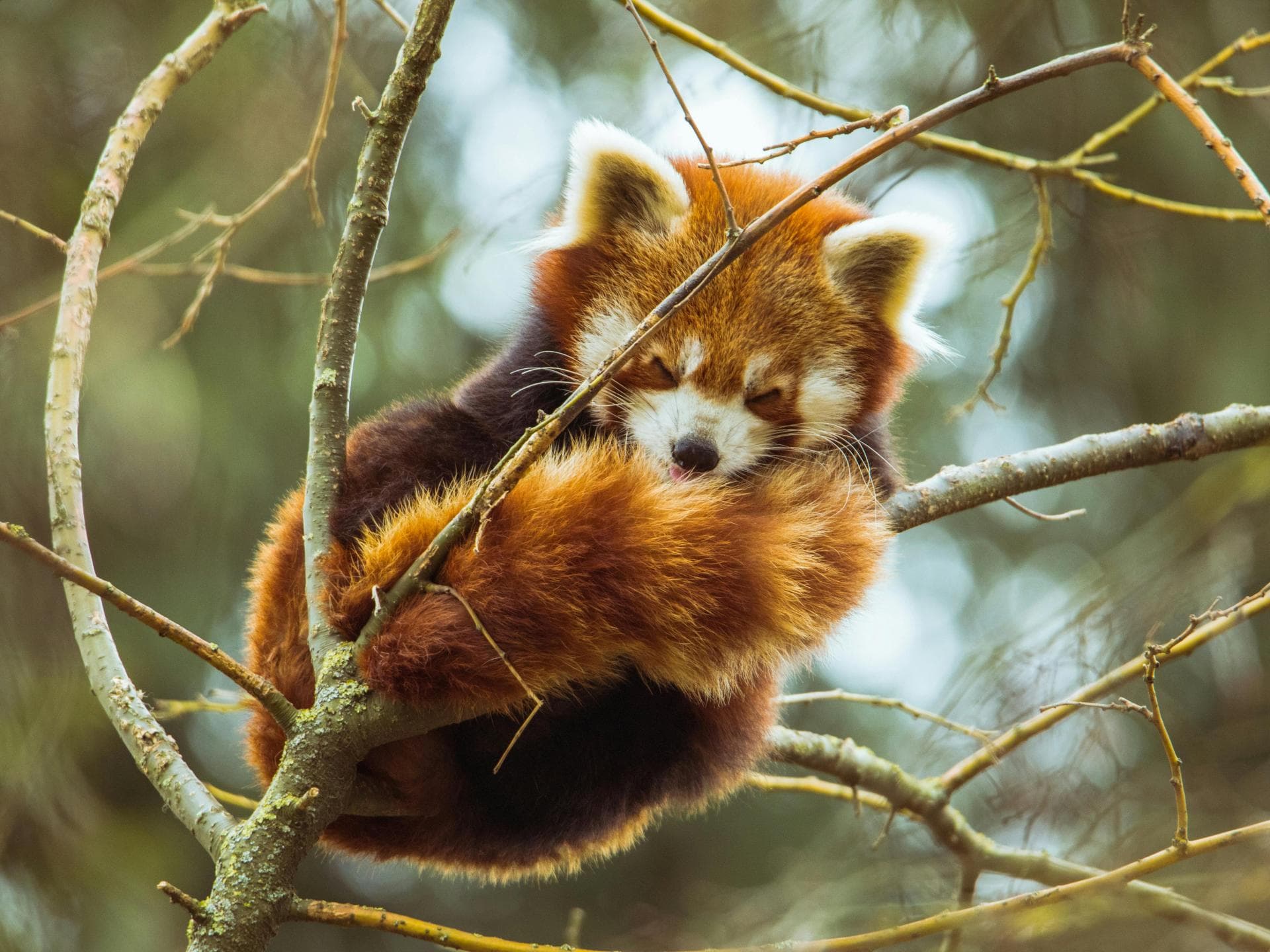 Süße Tiere: Roter Panda