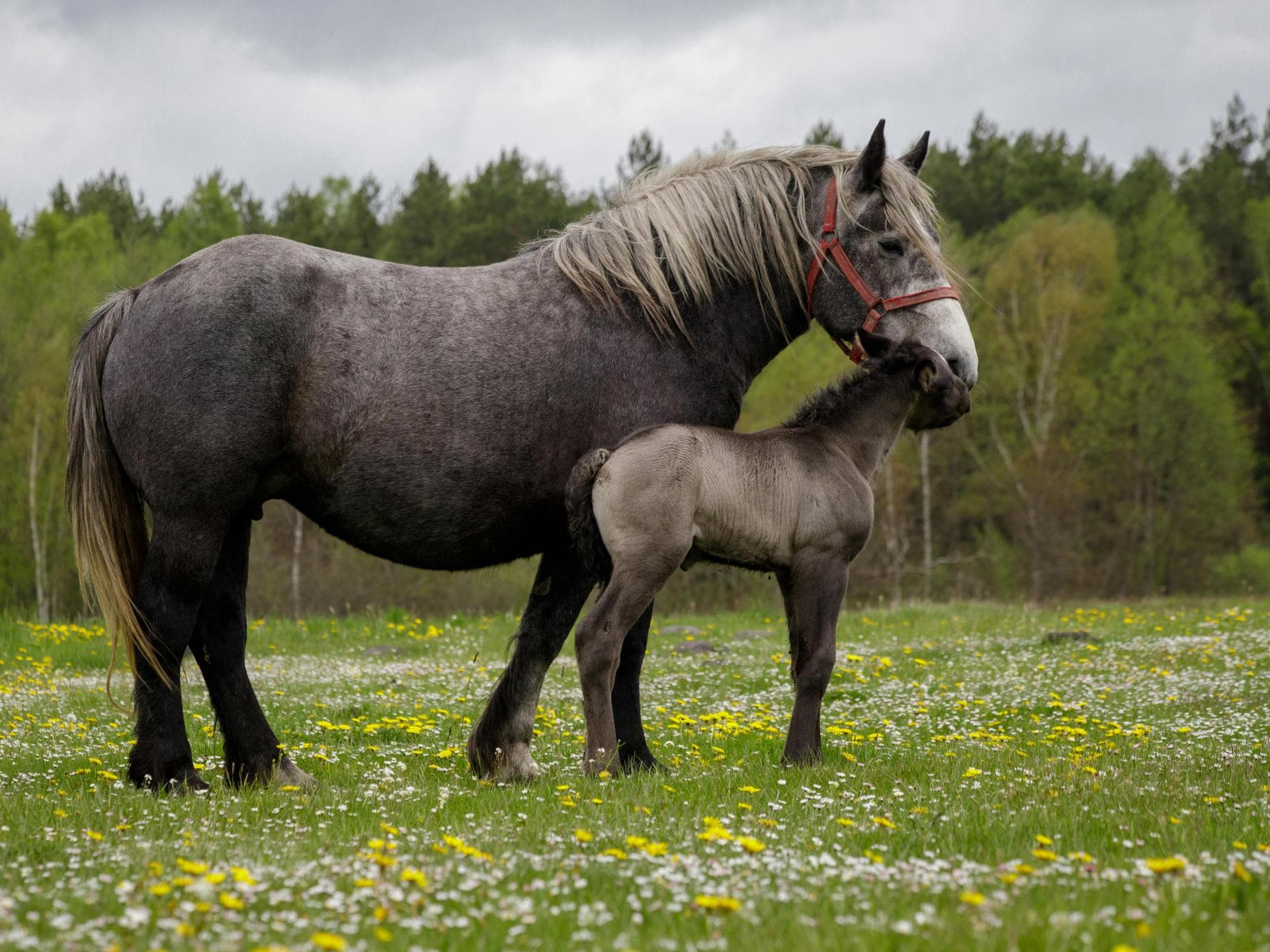 Süße Tiere: Ein Pferd und sein Fohlen