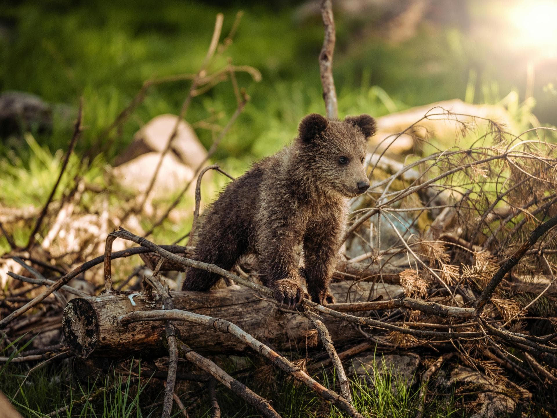Süße Tiere: Braunbär