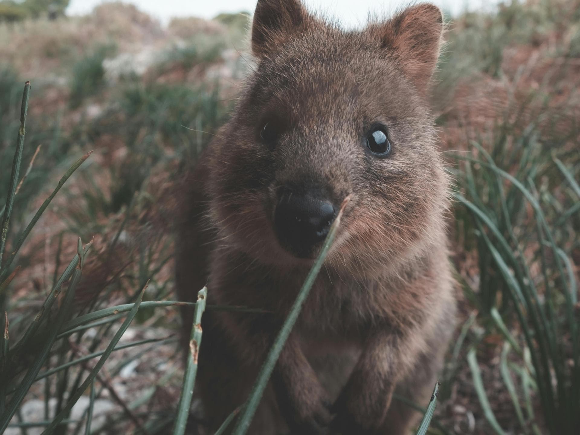 Süße Tiere: Quokka