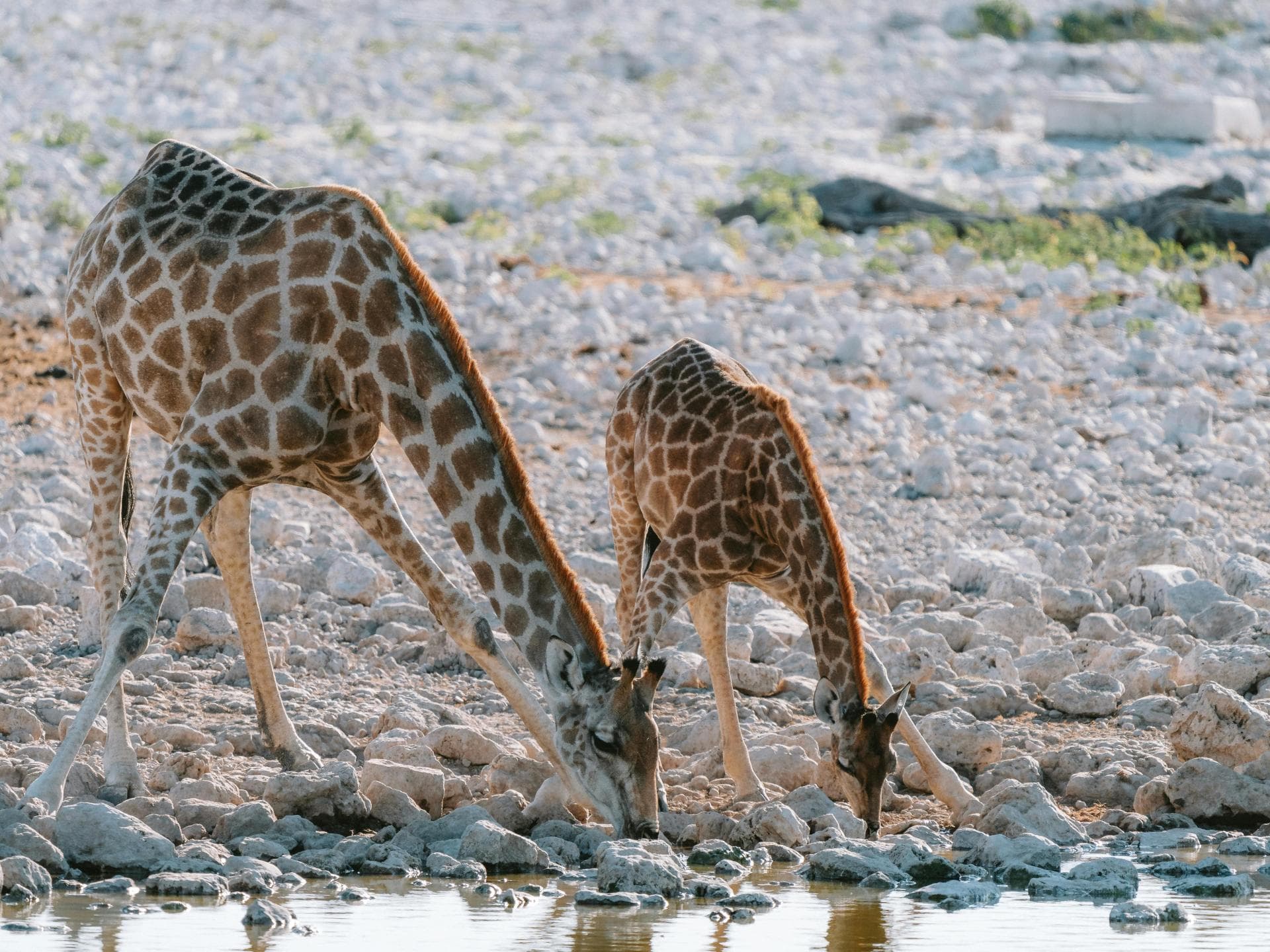 Süße Tiere: Giraffen