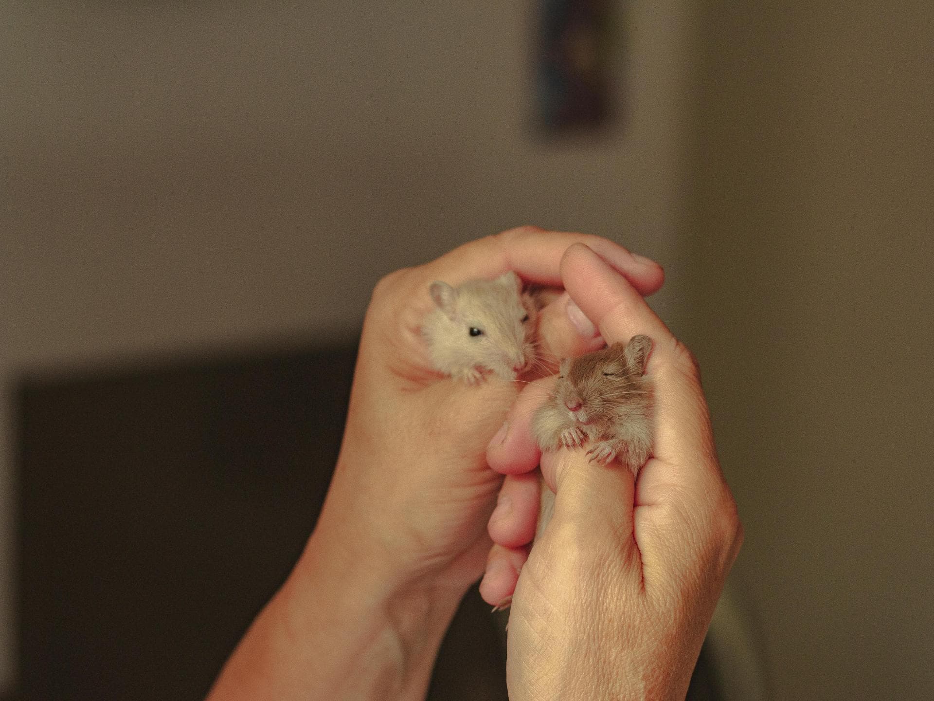 Süße Tiere: Mäuse