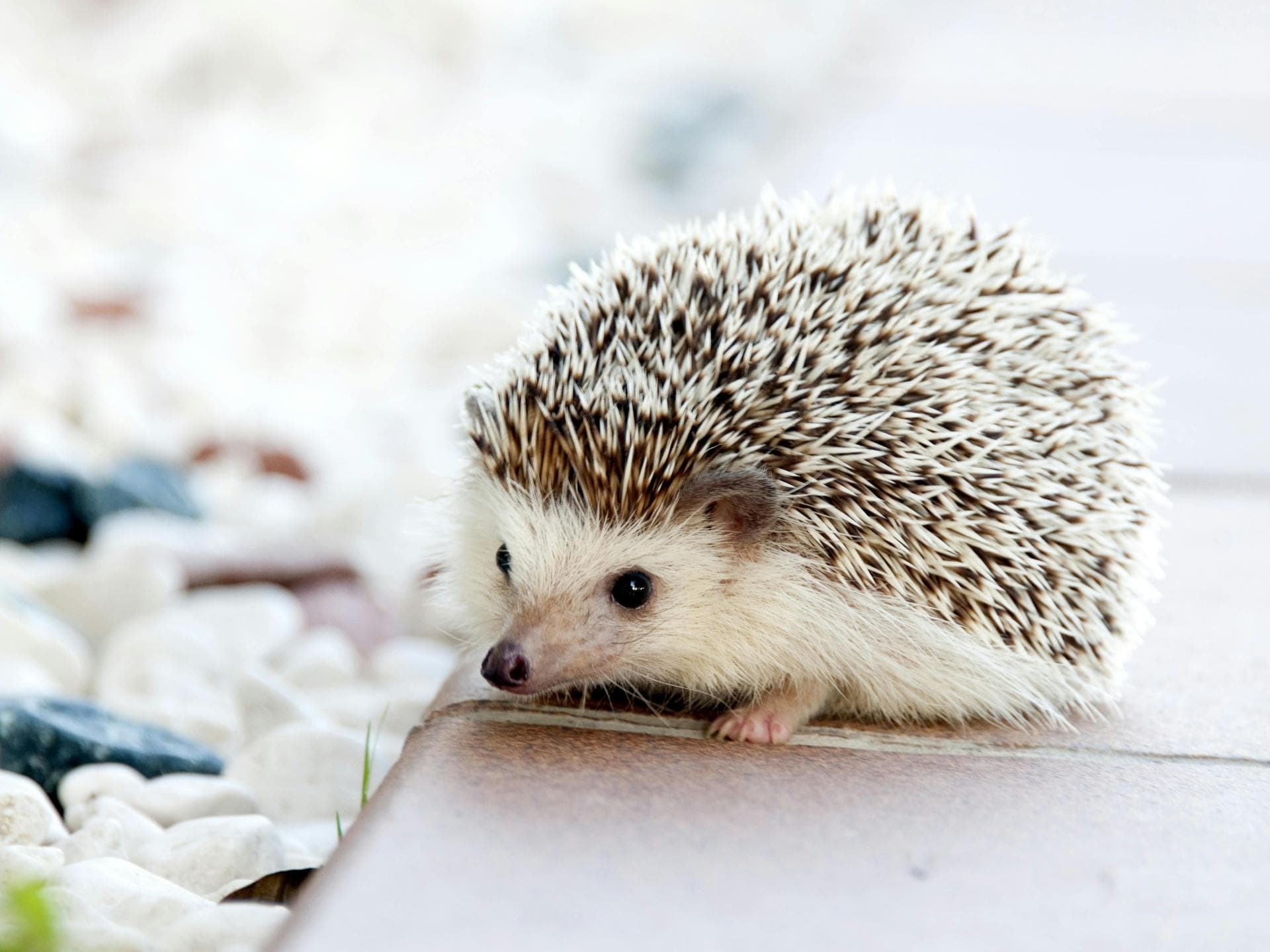 Süße Tiere: Baby-Igel