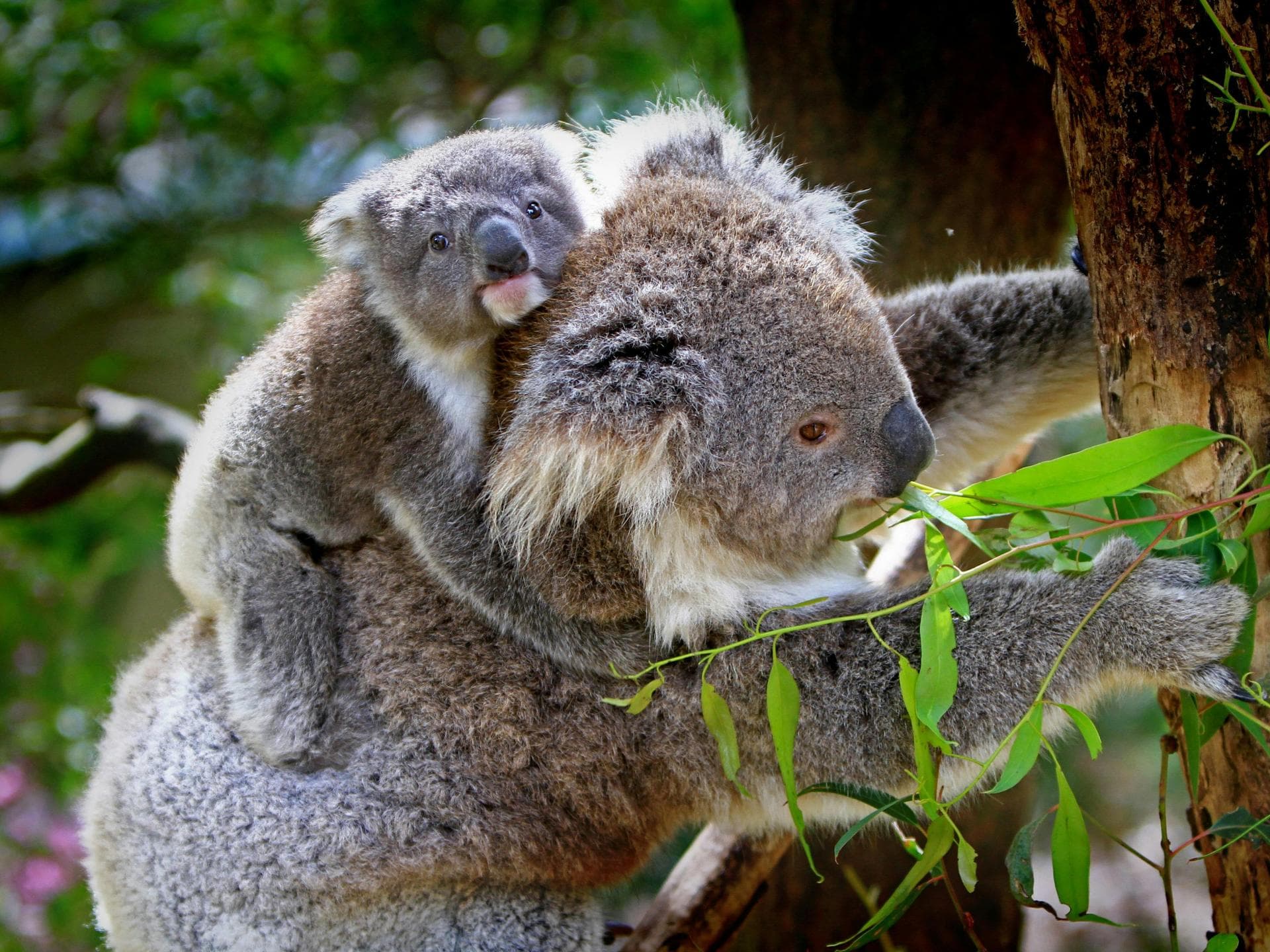 Süße Tiere: Koalas