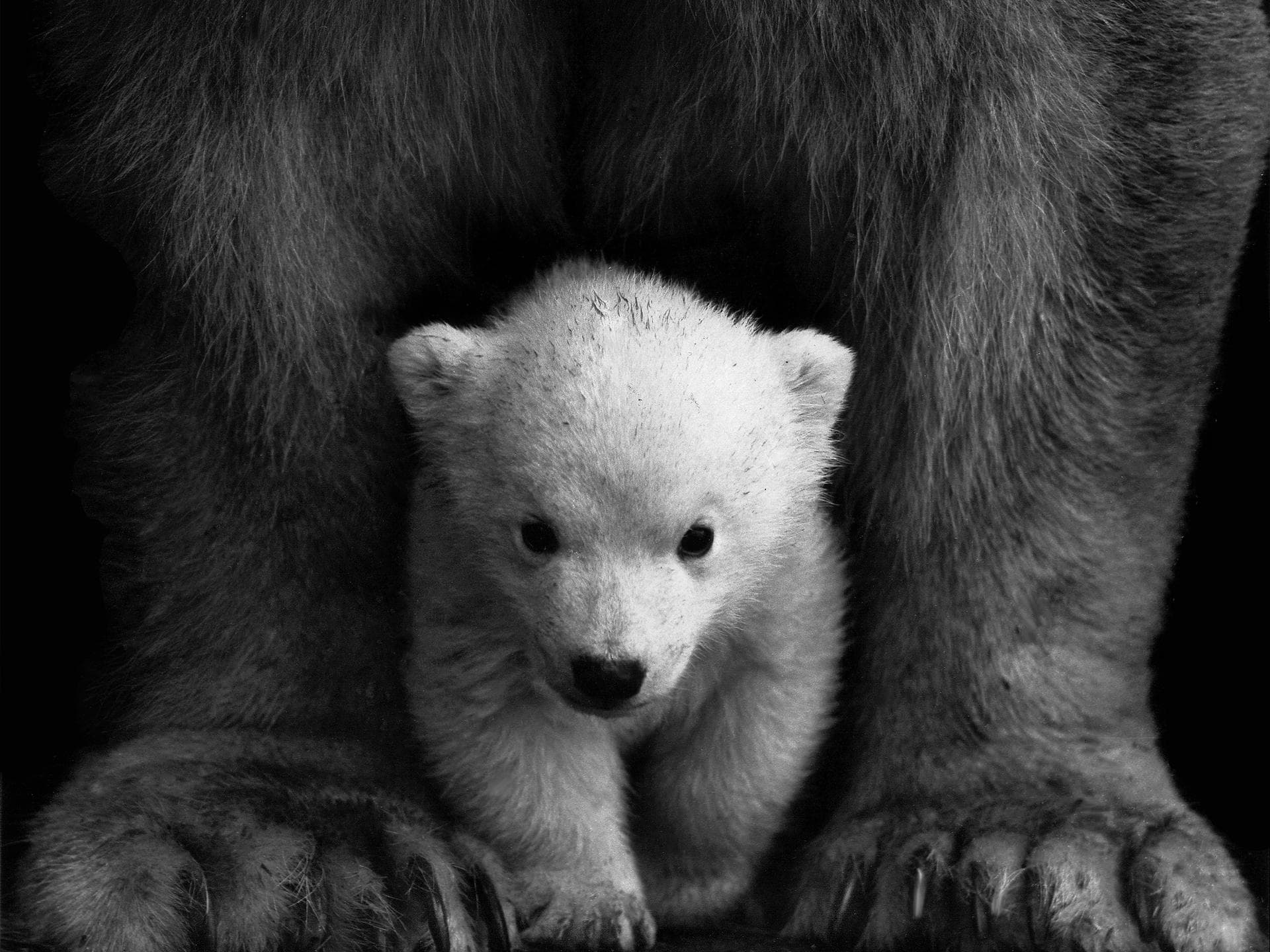 Süße Tiere: Baby Eisbär