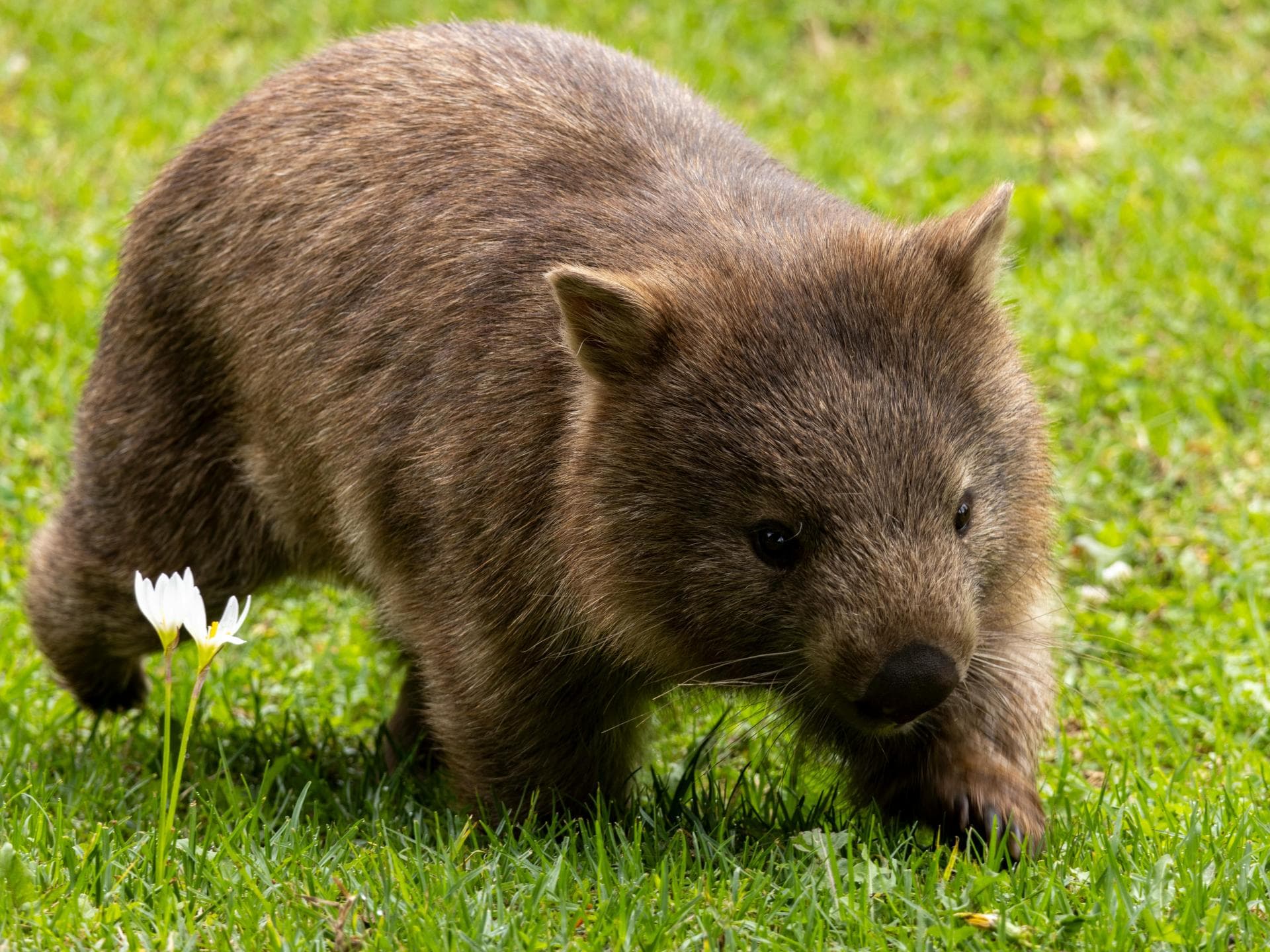 Süße Tiere: Wombat
