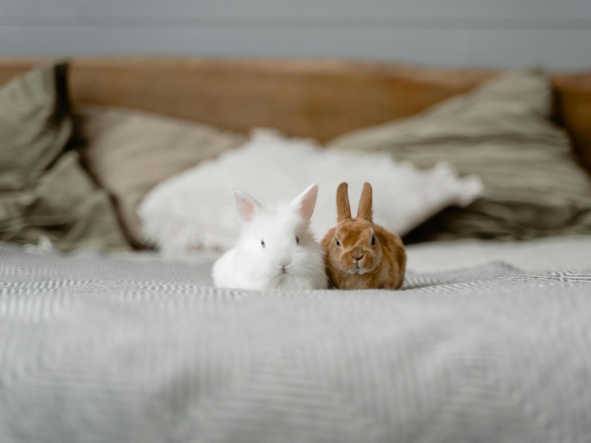 Süße Tiere: zwei Kaninchen