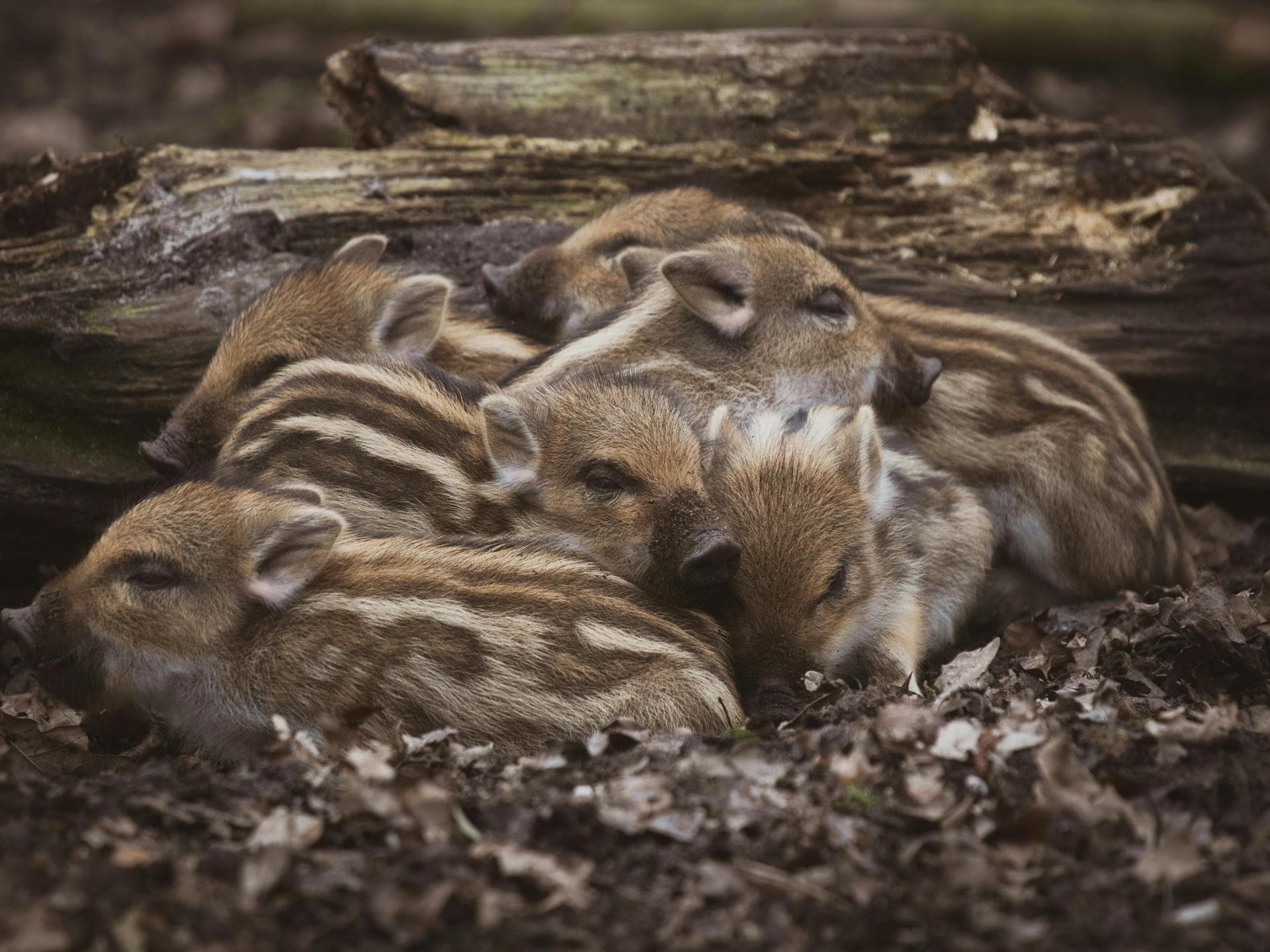 Süße Tiere: Frischlinge von Wildschweinen