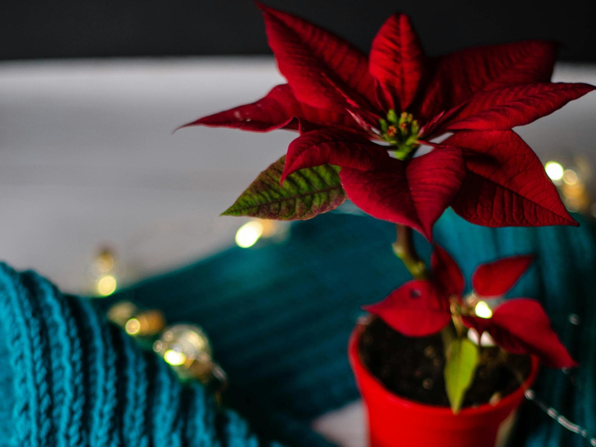 Weihnachtsstern und Strickzeug.