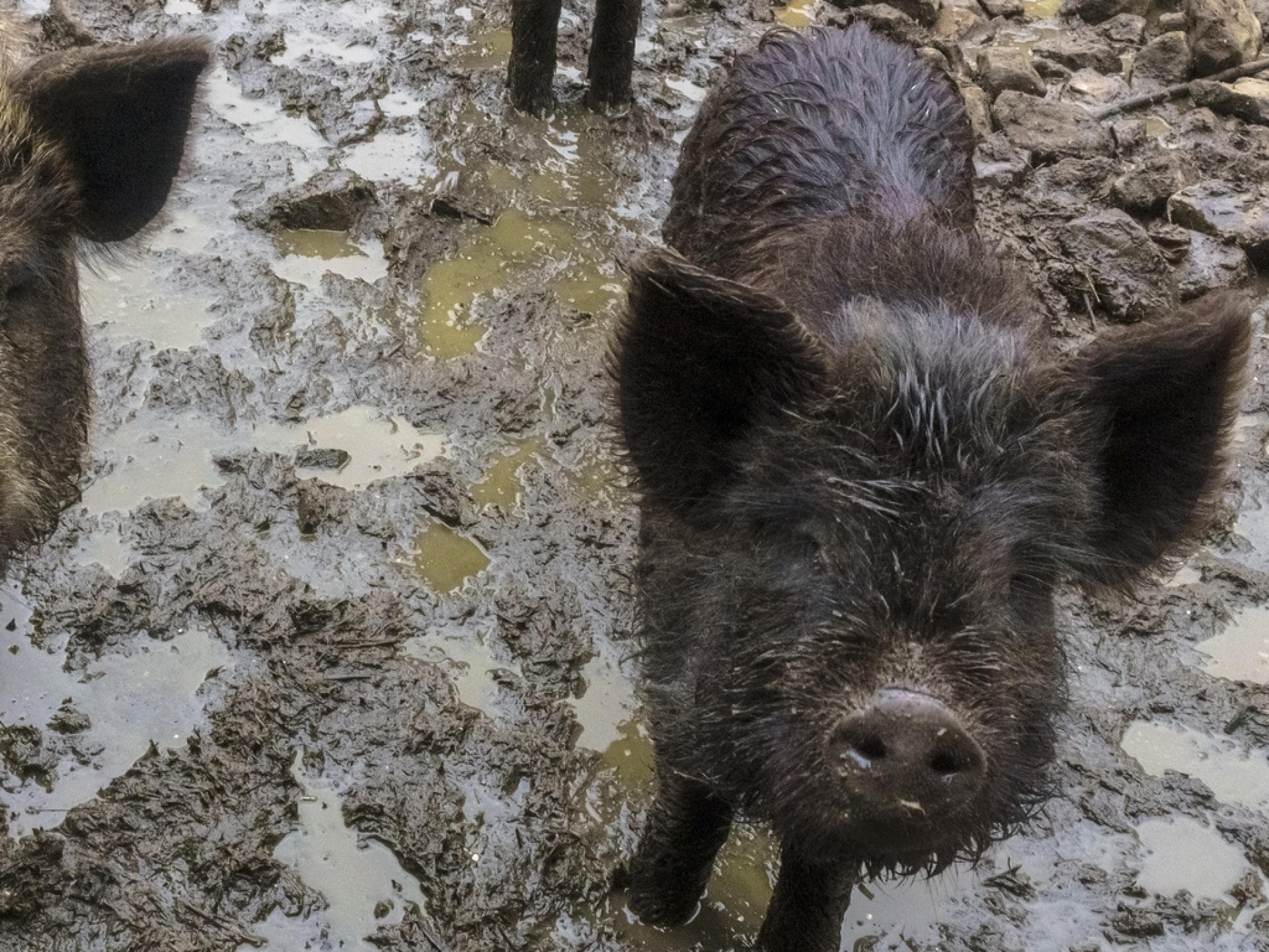 Zwei Wildschweine im Schlamm, die in die Kamera schauen.