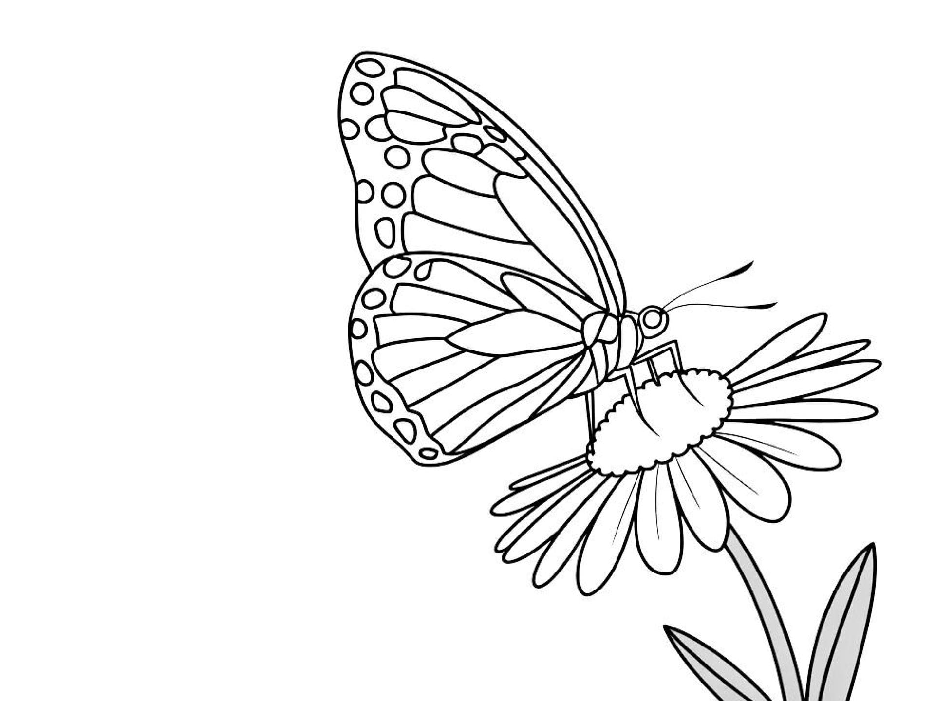 Ausmalbild Schmetterling mit Blume