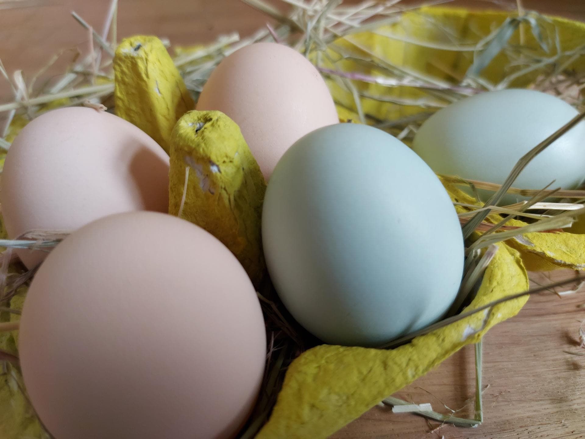 Bunter Eierkarton als Osternest.
