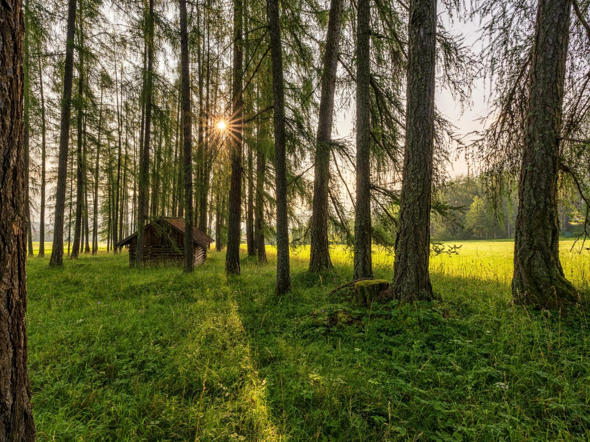 Die Lärchenwälder sind typisch für diese Gegend. Lärchenwald in Tirol