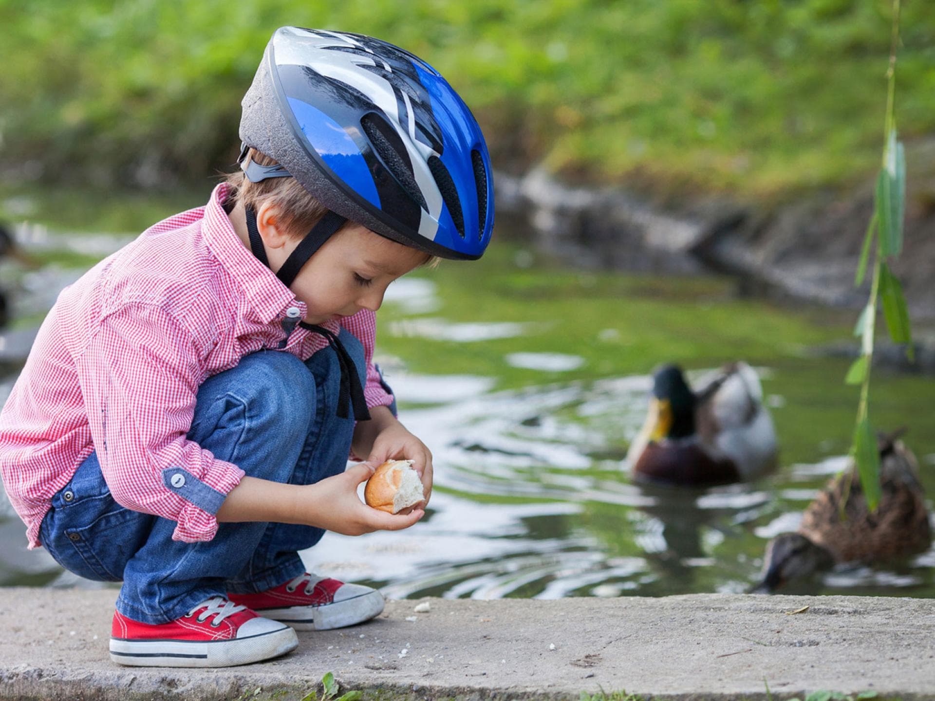 Kleines Kind mit Fahrradhelm füttert Enten mit Brot.
