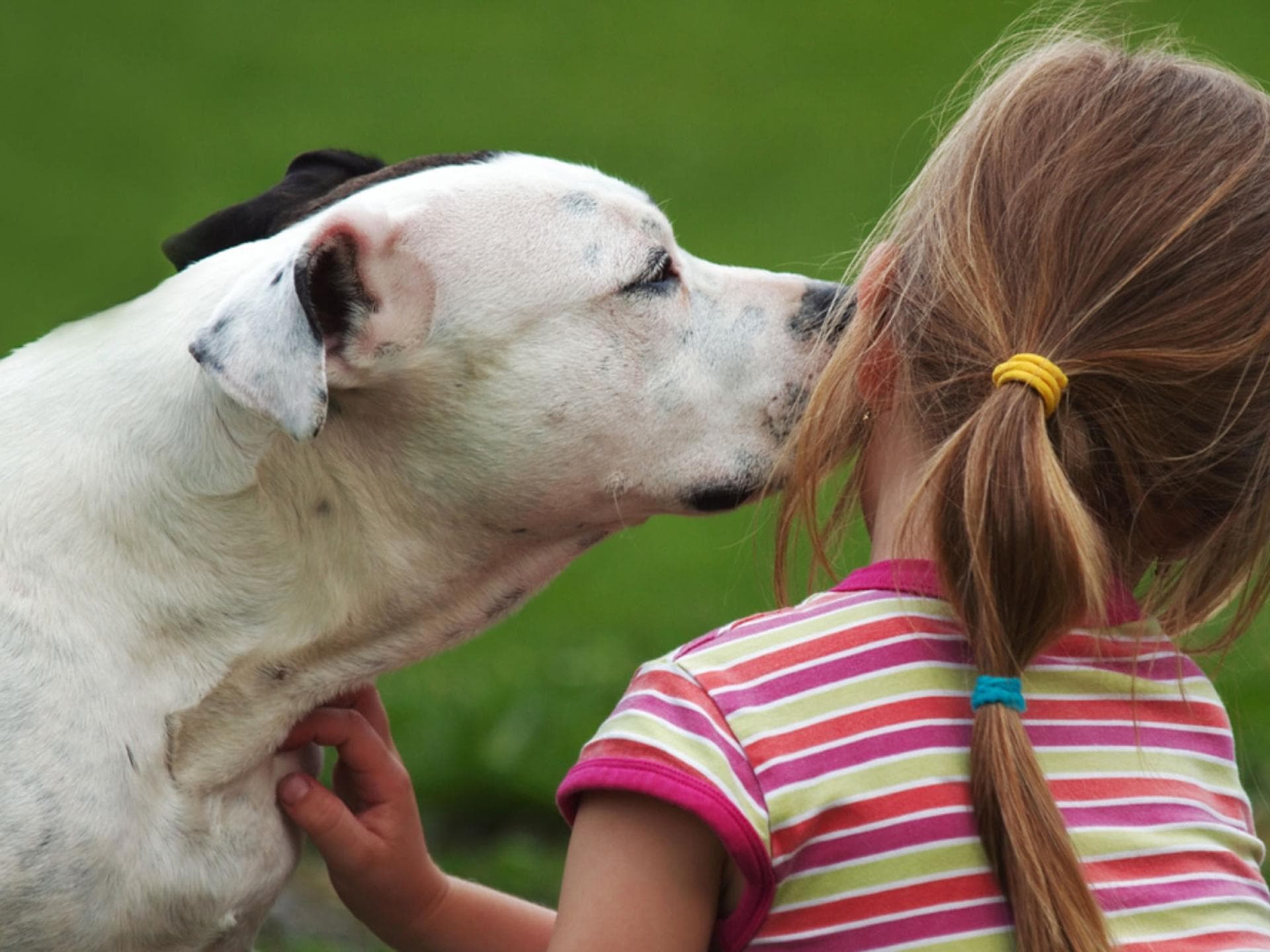 Kleinkinder allein mit mehreren Pitbulls zu Hause lassen – eine gute Idee?