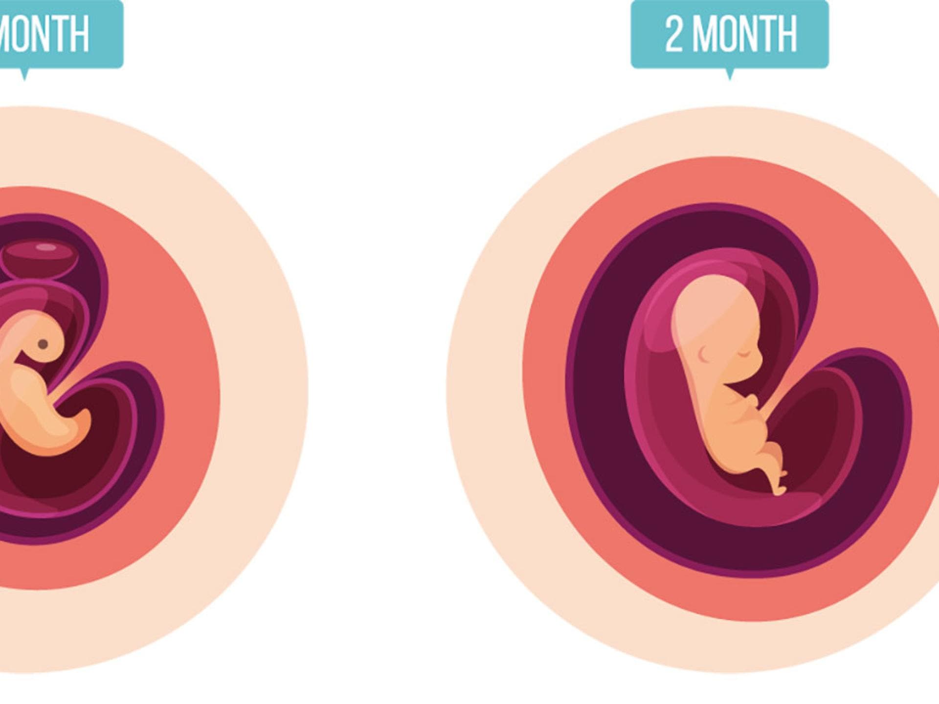 Ab Wann Sieht Man Den Embryo In Der Fruchthöhle Entwicklung Embryo: Wann passiert was?