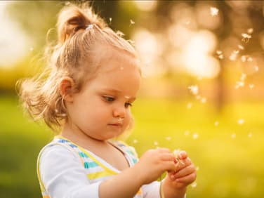 Ein kleines Mädchen zerpflückt neugierig eine Pusteblume.