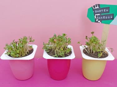 Kresse in Fruchtzwerge-Bechern züchten